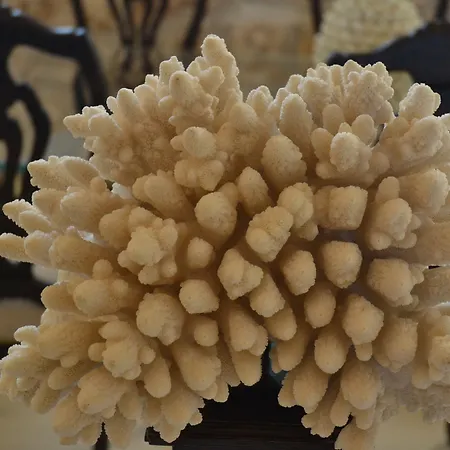 Ośrodek wypoczynkowy Scilla Maris Charming